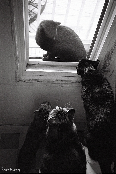 Four Cats