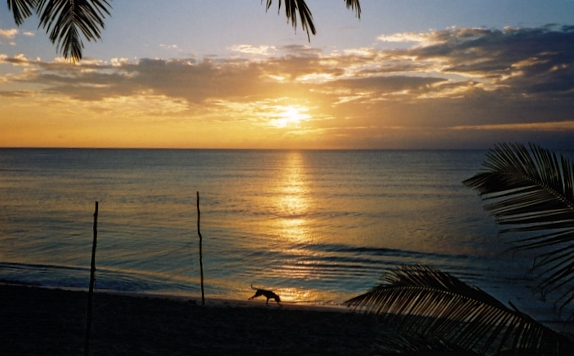 Beach Dog