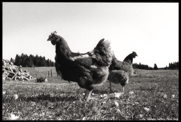 Big Chickens