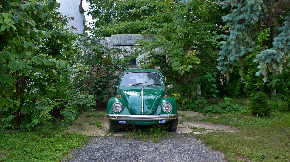 Bug in the Woods