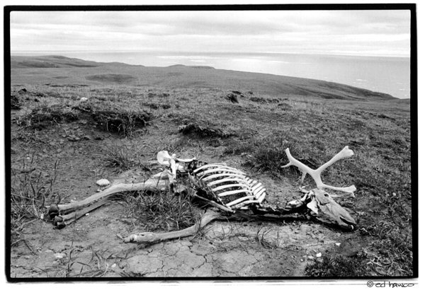 Death on the Tundra
