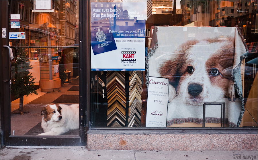 Dog and Dog Blanket