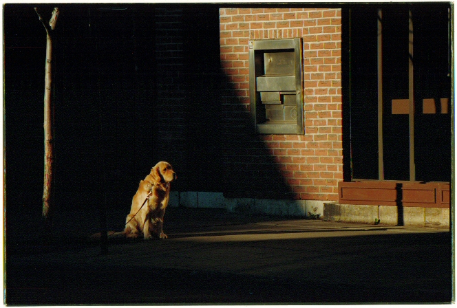 Dog Day