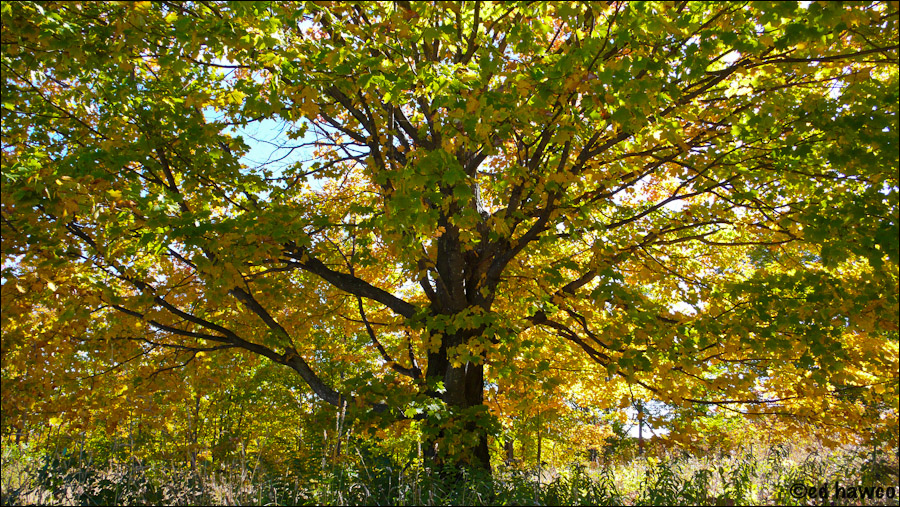 Fall Maple