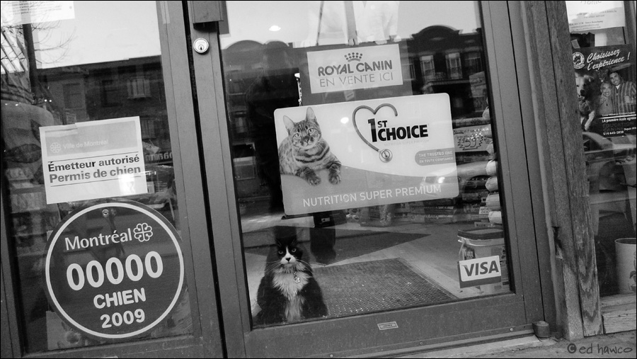 First Choice Cat