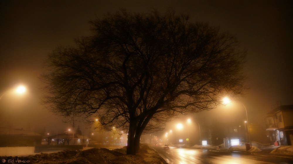 Winter Fog