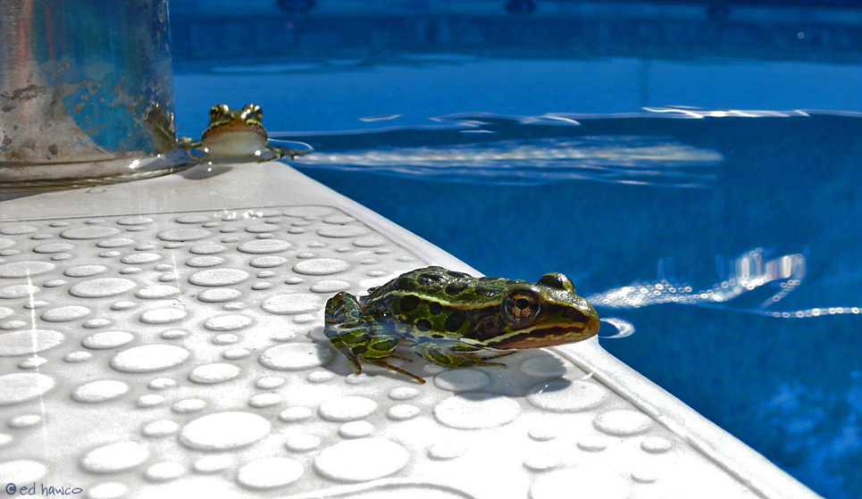 Pool Party