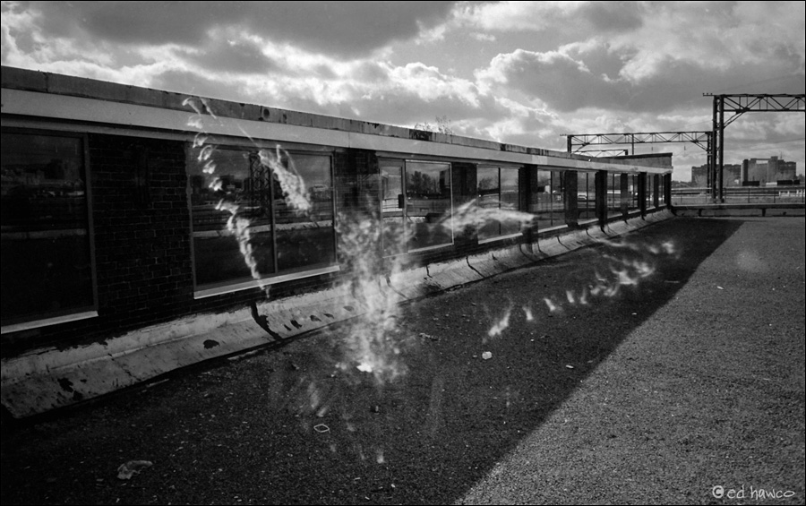 Ghost Pigeon