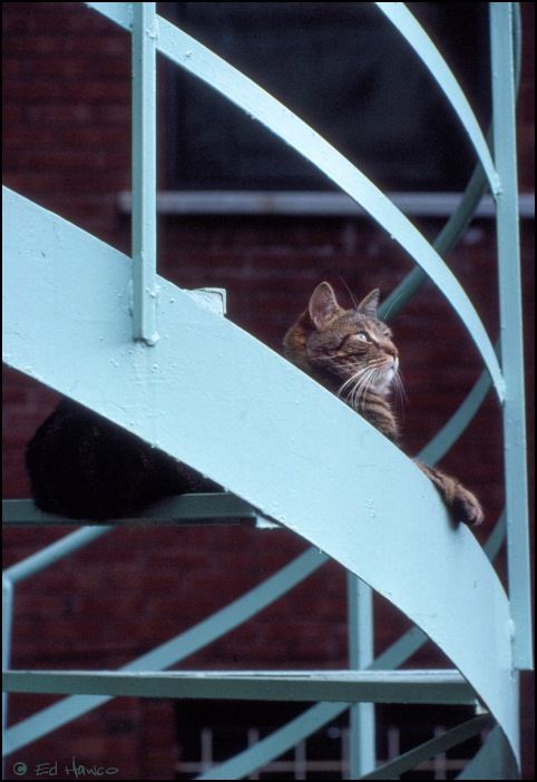 Larry on the Stairs