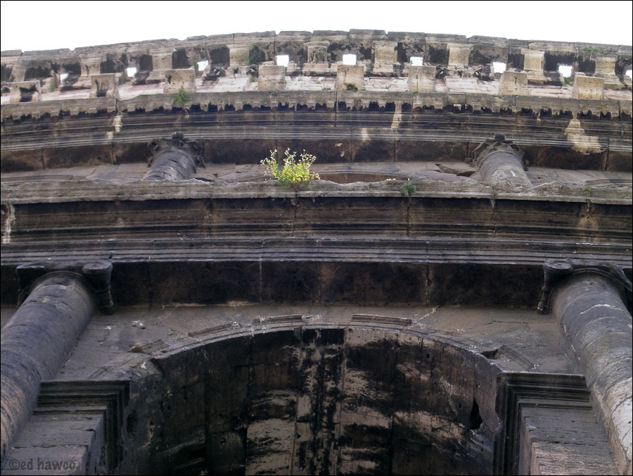 Life in Ruins