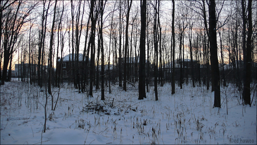 Through the Woods