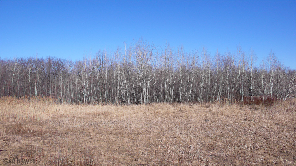 Tree Line