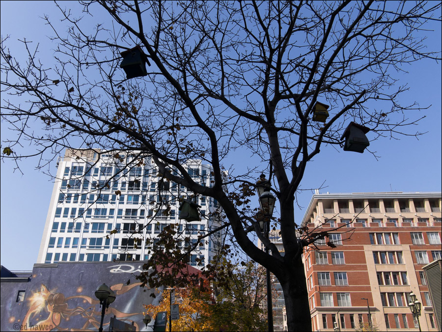 Urban Birdhouses