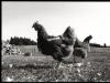 Big Chickens