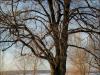 Soft winter light
