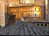 Cat on a Cold Stone Roof