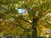 Fall Maple