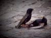 Fighting Starlings