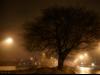 Winter Fog