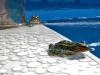Pool Party