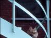 Larry on the Stairs