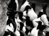 Thick Billed Murres
