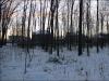 Through the Woods