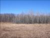 Tree Line